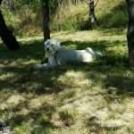 Cane nel Residence Villa valsi