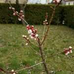 Fiore nel Residence Villa Valsi