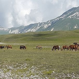 Gran Sasso pascolo nei campi