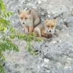 Volpi Santo Stefano di sessanio Abruzzo