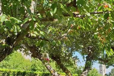 Particolare giardino residence villa valsi