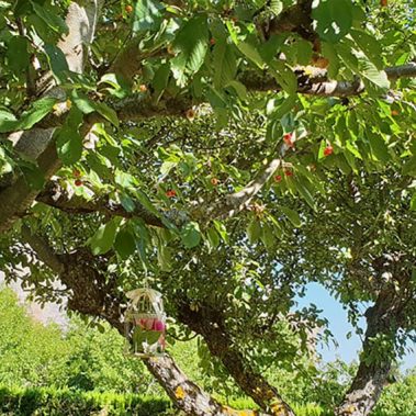 Particolare giardino residence villa valsi