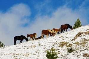 Parco nazionale del Gran Sasso cavalli