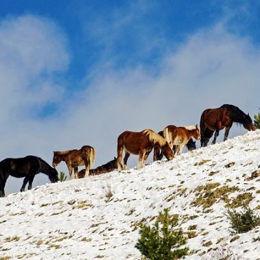 Parco nazionale del Gran Sasso cavalli